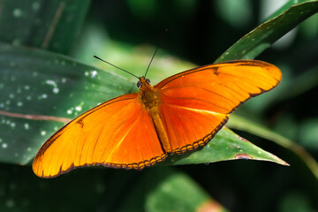 Orange Butterfly