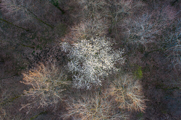 Top view of deciduous tree forest in the beginning of spring