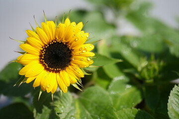 ひまわり
sunflower　