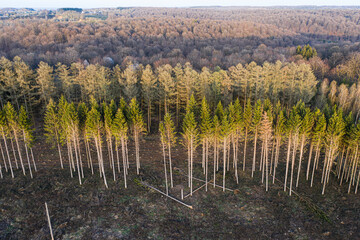 Aerial view of forest management work, Ardennes, Belgium. Deciduous tree forest and or against...