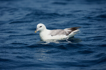 Fulmar, Fulmarus glacialis