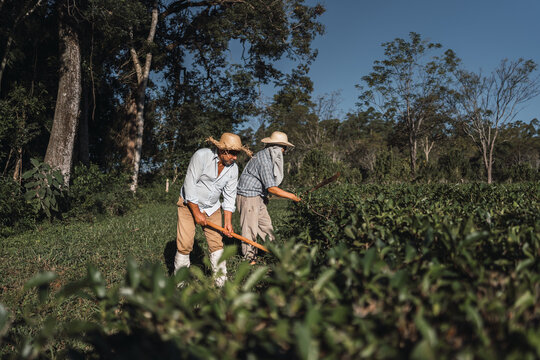 Local farmers hard at work on a tea plantation.