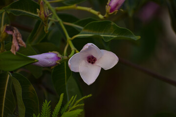 White rain lily and  peruvian swamp lily