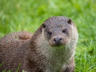 Eurasian Otter. Close up of Head.