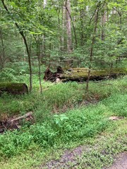 Indian Forest in Chesapeake virginia. Near northwest river campground