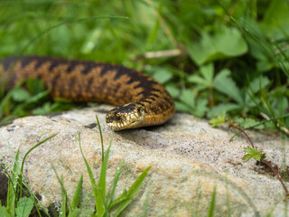 Close up of female Adder