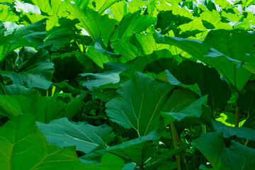 Large leaves of green Sakhalin burdocks in the neskuchny garden in Moscow