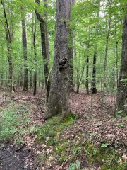 Obraz premium Indian Forest in Chesapeake virginia. Near northwest river campground