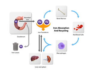 Iron metabolism. from liver, intestine and spleen. Ferrum circulation, recycling, stores and absorption. Erythropoiesis. Iron with red blood cells moving from bone to blood, and spleen,2d 3d render - obrazy, fototapety, plakaty
