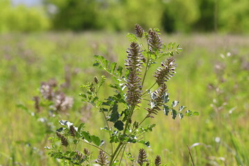Glycyrrhiza uralensis. Ural licorice on a summer day in the Kulunda steppe