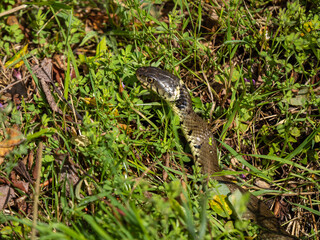 Close up of a Grass Snake