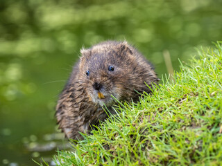 Water Vole on Grass bank by Water - obrazy, fototapety, plakaty