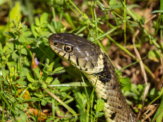 Close up of a Grass Snake