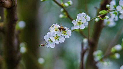 Bee pollinating an Almond blossom