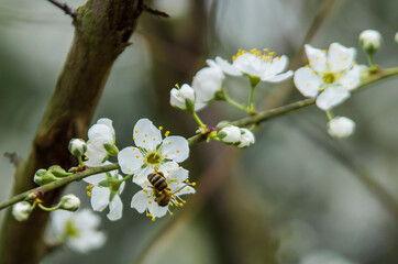 Bee pollinating an Almond blossom