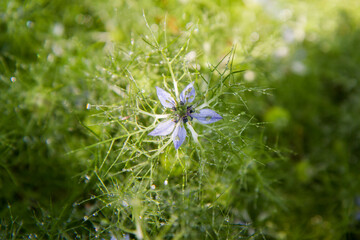 Nigella (devil-in-a-bush) plant blooming covered with drops of water
