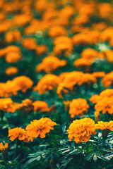 Soft focused orange marigolds flowers (Tagetes erecta, African, Mexican, Aztec marigold) with green leaves in garden flowerbed. Summer and fall shades of yellow, orange blooming floral background
