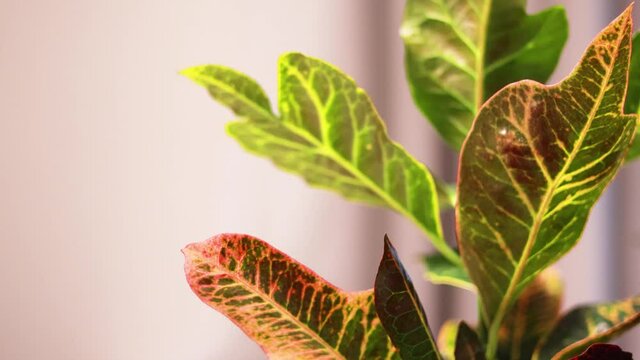 Codiaeum variegatum Croton, Variegated Laurel, Garden Croton, Orange Jessamine, puring in the garden. Exotic botanical tropical green plants with wide and colorful leaves in a close-up shot