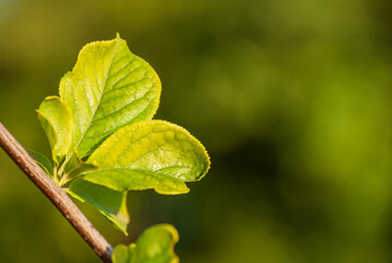 Green young leaves grow on a branch on a blurred natural, green background.
