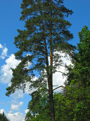 beautiful fluffy forked pine tree on the side of the road