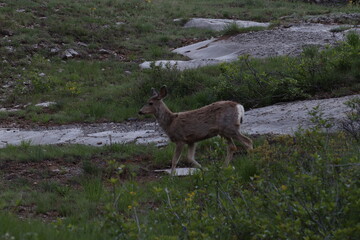 Colorado Mountain and Wildlife Views