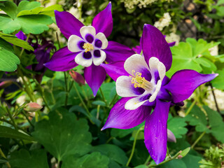 Selective focus of white purple flowers of Aquilegia vulgaris in the garden, European columbine granny's nightcap granny's bonnet is a species of columbine native to Europe, Natural floral background.