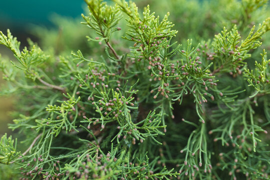 Close up of green plant at garden centre