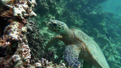 Obraz na płótnie Canvas Sea turtles . Great Reef Turtle .Bissa.