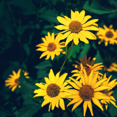 Closeup of false yellow sunflower (rough oxeye, Heliopsis scabra, helianthoides, Oxe eye) grows in public flower garden. Beautiful summer natural floral bright background with copy space