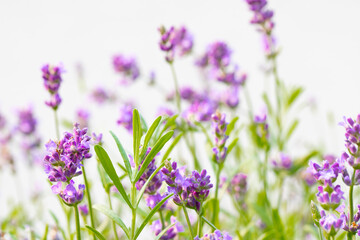 Obraz premium Lavender flowers on a white background with room for copy space 