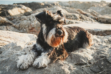 Portrait of an adorable schnauzer resting on the rocks in the evening light. Calm doggy looking to the side.
