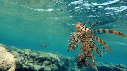 Lion Fish in the Red Sea.