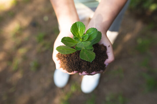 Hands of mixed race girl holding seedling in backyard