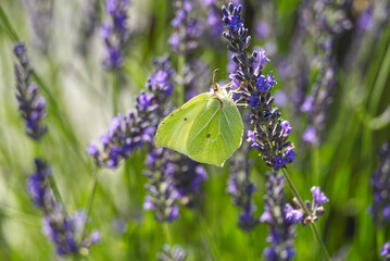 Common brimstone butterfly (Gonepteryx rhamni) sitting on lavender in Zurich, Switzerland