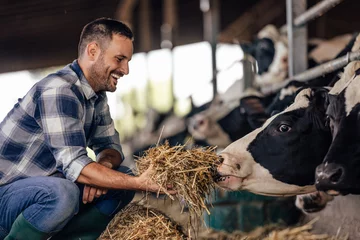 Foto op Plexiglas Adult man, giving the cows food, by hand. © bnenin