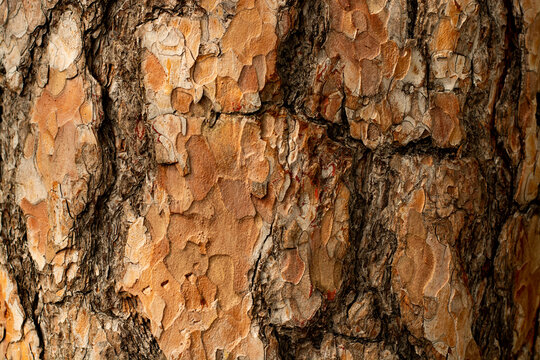 Background texture. Pine bark. In the forest at sunset.