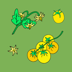 Bright vector illustration with tomatoes and tomato inflorescences.