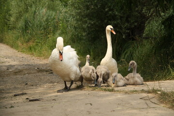 a swan family, parents and childrens