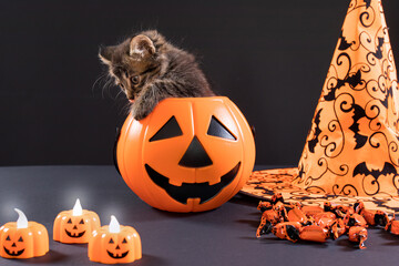 A Halloween cat sits in a bucket of pumpkin for candy. Holiday card on a black background - animals and Halloween