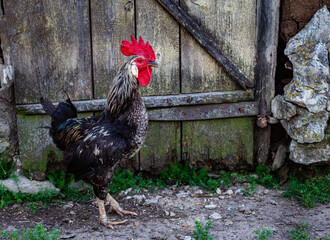 black rooster on the background of the masonry wall