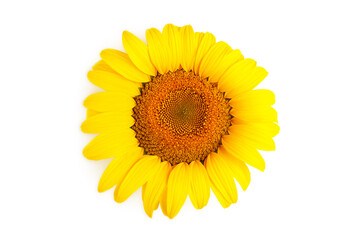 Bright colorful yellow sunflower isolated on white background