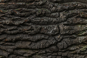 abstract background of old tree bark close up