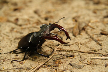 old big stag-beetle, look down