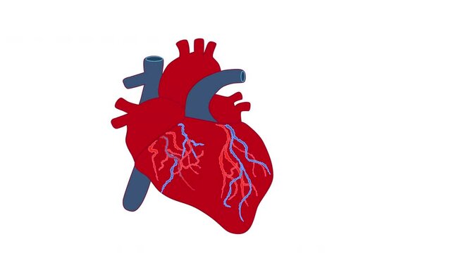 Seamless loop animation of human heart, anatomy organ. Luma matte,