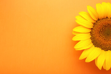 Beautiful fresh sunflower on orange background. Flat lay, top view, copy space. Autumn or summer Concept, harvest time, agriculture. Sunflower natural background.