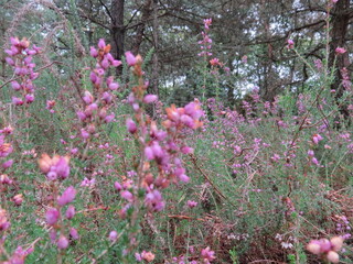 Various views of the mythical and enchanted forest of Broceliande: trees, plants and undergrowth. Paimpont, Brittany