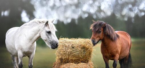 two ponies eating hay outdoors at a farm