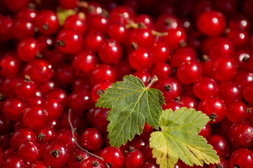 red currant berries