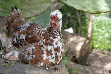 Hen perched on a stump