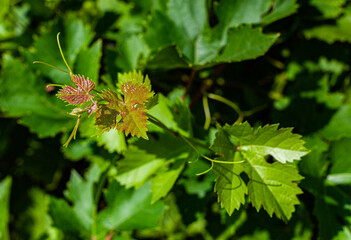 small green leaves of young wild grapes